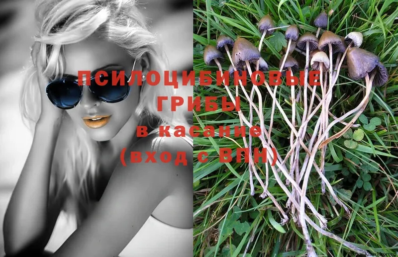 blacksprut сайт  где найти   Алапаевск  Псилоцибиновые грибы Psilocybe 